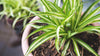 5 Air Purifying Plants To Cleanse Your New York Apartment