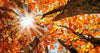 4 Rituals to Intentionally Celebrate Autumn Equinox